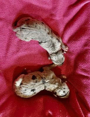 Adelaide Von Schlesien