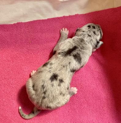 Adelaide Von Schlesien