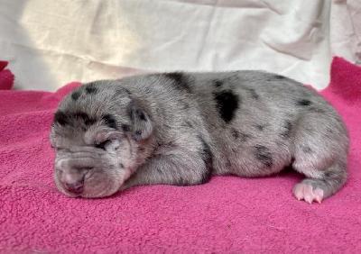 Adelaide Von Schlesien