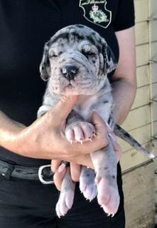 Adelaide Von Schlesien