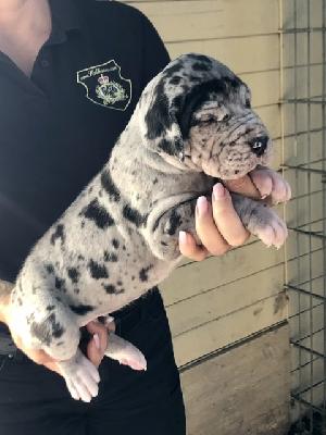 Adelaide Von Schlesien