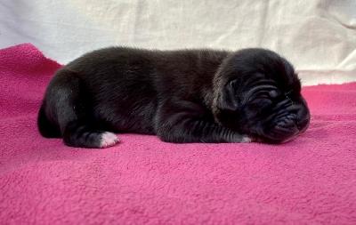 Annabell Von Schlesien