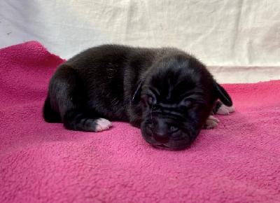 Annabell Von Schlesien