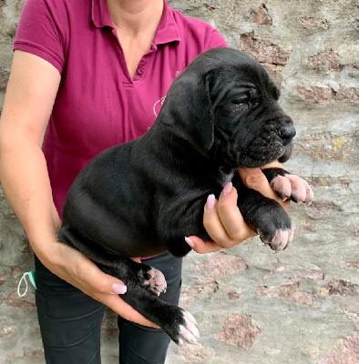 Annabell Von Schlesien