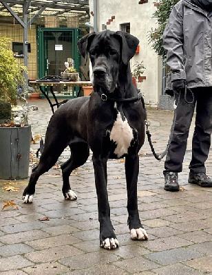 Annabell Von Schlesien