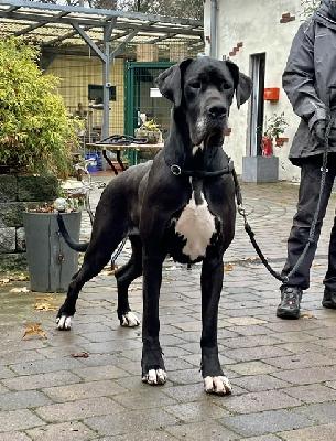 Annabell Von Schlesien