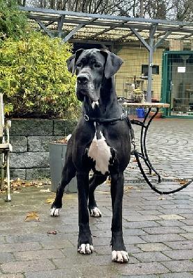 Annabell Von Schlesien