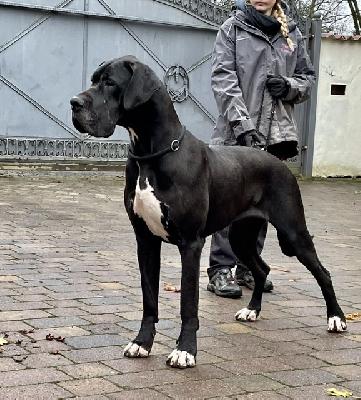 Annabell Von Schlesien