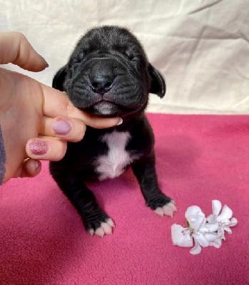 Aurelia Von Schlesien