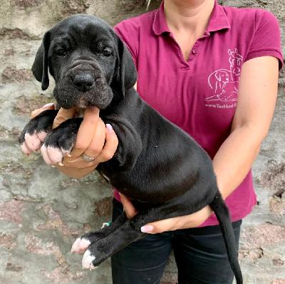 Aurelia Von Schlesien