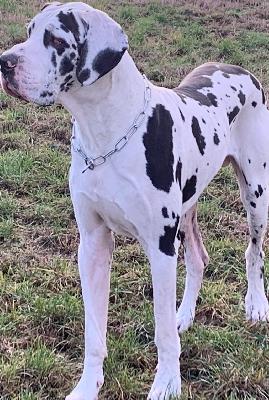 Tyron von der Ochtruper Nachtigall