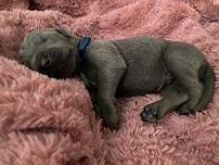 Little Al Capone von Gut Stepprath