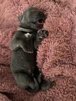 Little Rocky von Gut Stepprath