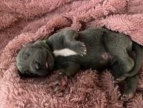 Louis von Gut Stepprath