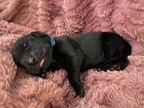 Louis Grey von Gut Stepprath