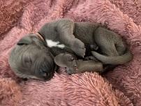 Leia von Gut Stepprath