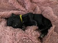 Lindsay von Gut Stepprath