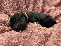 Loulou von Gut Stepprath