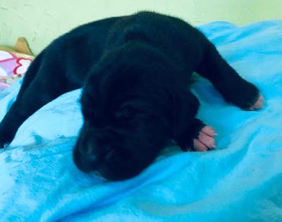 Gustav Von Siedlinghausen