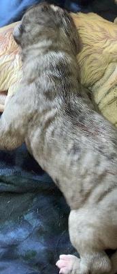 G-Mini Von Siedlinghausen