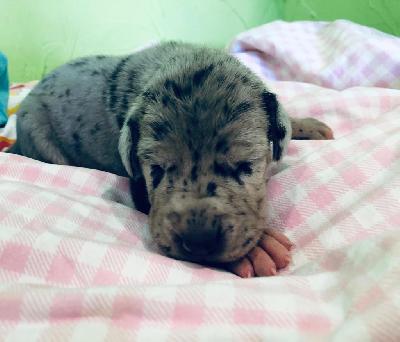 G-Mini Von Siedlinghausen