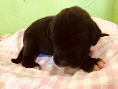 Gina-Bubbles Von Siedlinghausen