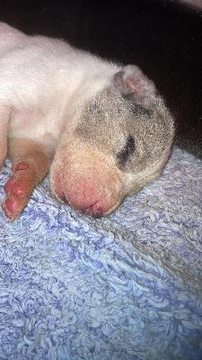 Gräfin Grace Von Siedlinghausen