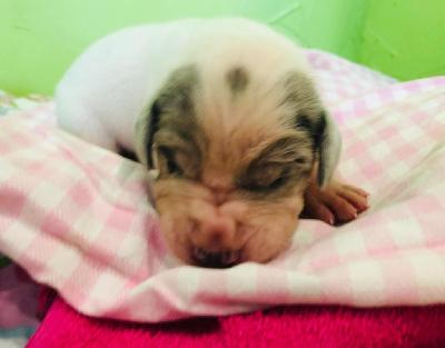 Gräfin Grace Von Siedlinghausen