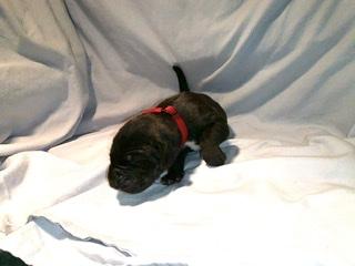 Balduin vom Ostseefjord