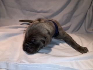 Bjartur vom Ostseefjord