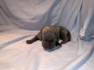 Bosse vom Ostseefjord