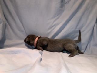 Blix vom Ostseefjord