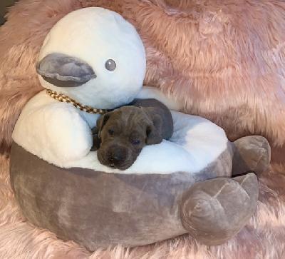 Blix vom Ostseefjord