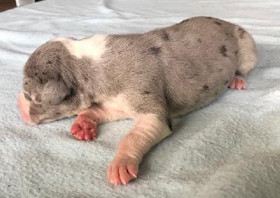 Iron Vom Herstallturm