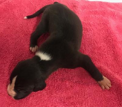 Ivenhoe Vom Herstallturm