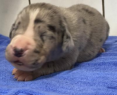 Imeria Vom Herstallturm