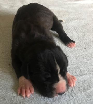 Ilvi Vom Herstallturm