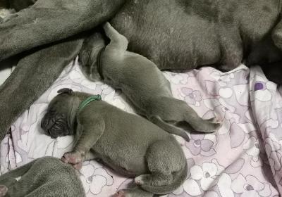 Nandolf Vom Hause Wagner