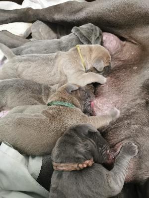 Navarro Lord Vom Hause Wagner