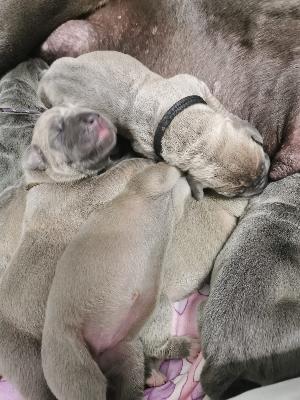 Nikolaus Vom Hause Wagner