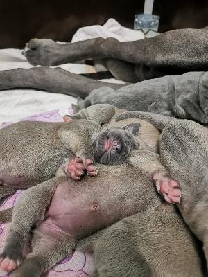 NAPOL�ON le III Vom Hause Wagner