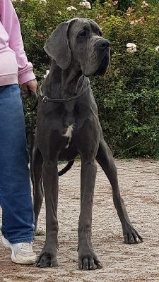 Naseweiss Vom Hause Wagner