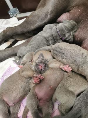 Nutzerle Vom Hause Wagner