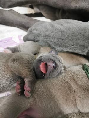 Norma Jean Vom Hause Wagner