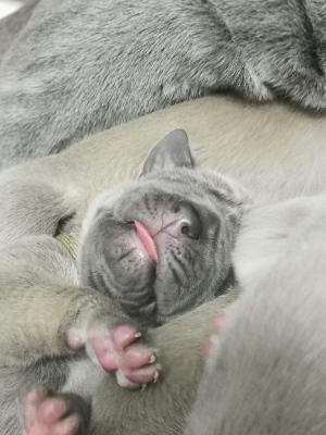 N�RRISCHE Wilma Vom Hause Wagner