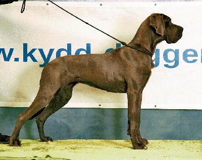 Ohrwurm Vom Hause Wagner