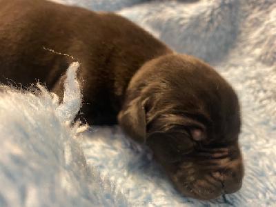 Wotan vom Ysenburger Bergland