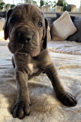 William Wallace vom Ysenburger Bergland