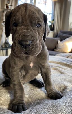 Wayne vom Ysenburger Bergland