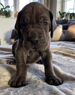 Walid-Mnumzane vom Ysenburger Bergland